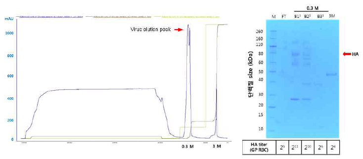 A/Texas/50/2012 step gradient chromatogram 및 분획 SDS-PAGE 결과