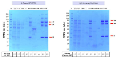 A/Texas/50/2012와 B/Brisbane/60/2008의 정제 공정 별 HA assay 및 SDS-PAGE<그림 30. A/Texas/50/2012 step gradient chromatogram 및 분획 SDS-PAGE 결과