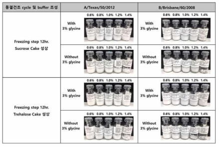 동결건조 조건 별 형성된 cake 성상 - 12시간 freezing step 적용
