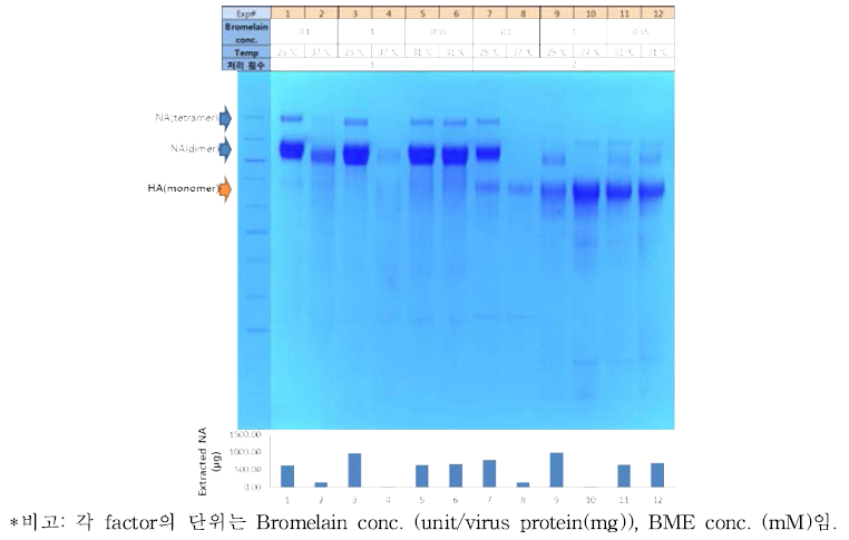 A/Texas/50/2012의 bromelain 처리 2차 시험(screening) SDS-PAGE 결과