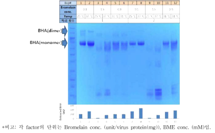 A/Texas/50/2012 strain의 bromelain 처리 4차 시험 SDS-PAGE 결과