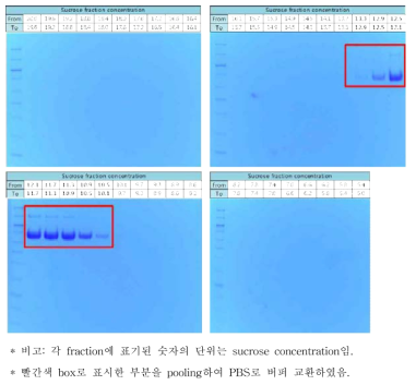 A/Texas/50/2012 BHA 항원의 sucrose gradient 초고속 원심분리 이후 각 fraction에 대한 SDS-PAGE 결과