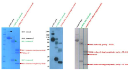 A/Texas/50/2012 BHA 항원, reduced 및 deglycosylated BHA 항원의 SDS-PAGE(좌), Western blot(중), densitometer(우) 측정 결과