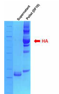 B/Brisbane/60/2008 불활화 바이러스액에 trypsin 처리 및 초고속 원심분리 후 상층액과 pellet의 SDS-PAGE 결과