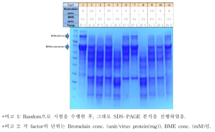 B/Brisbane/60/2008의 bromelain 처리 1차 시험(screening) SDS-PAGE 결과