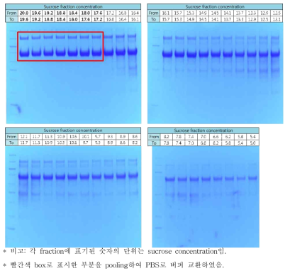 B/Brisbane/60/2008 BHA 항원의 sucrose gradient 초고속 원심분리 이후 각 fraction에 대한 SDS-PAGE 결과