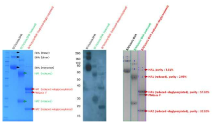 B/Brisbane/60/2008 BHA 항원, reduced 및 deglycosylated BHA 항원의 SDS-PAGE(좌), Western blot(중), densitometer(우) 측정 결과