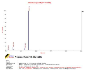 B/Brisbane/60/2008 BHA 항원의 MALDI-TOF/TOF 분석 결과