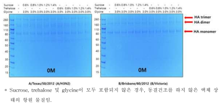 동결건조 buffer 조성에 따른 SDS-PAGE 결과 – 0개월 차