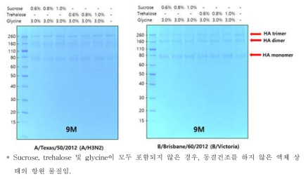 동결건조 buffer 조성에 따른 SDS-PAGE 결과 – 9개월 차