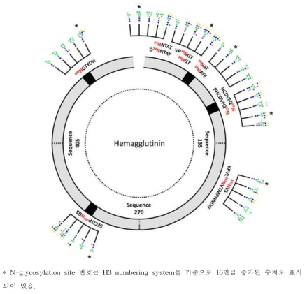 Site-specific glycosylation profiling 결과