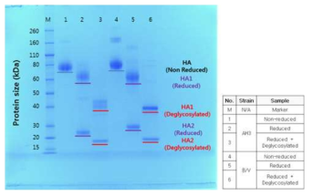 처리 조건에 따른 세포배양 유래 BHA 항원의 SDS-PAGE 분석 결과