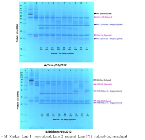 HA1 및 HA2 분리를 위한 처리 조건에 따른 SDS-PAGE 분석 결과 – 단백함량 3μg