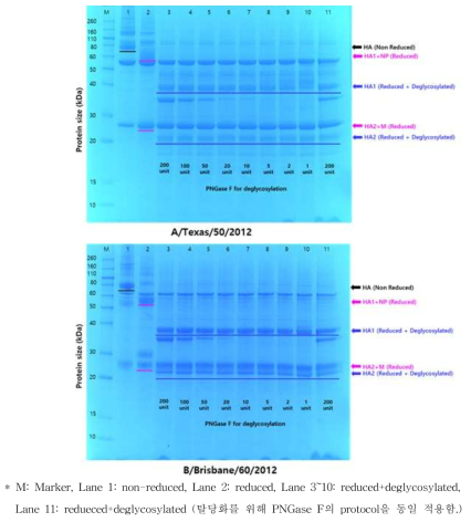 HA1 및 HA2 분리를 위한 처리 조건에 따른 SDS-PAGE 분석 결과 – 단백함량 5μg