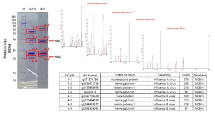 바이러스 불활화액의 reduced+deglycosylated 처리 후 MALDI-TOF/TOF 분석 결과