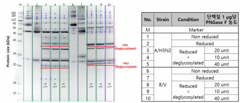 바이러스 불활화액의 단백함량 5μg 기준 PNGase F 처리 농도에 따른 densitometer 분석 결과