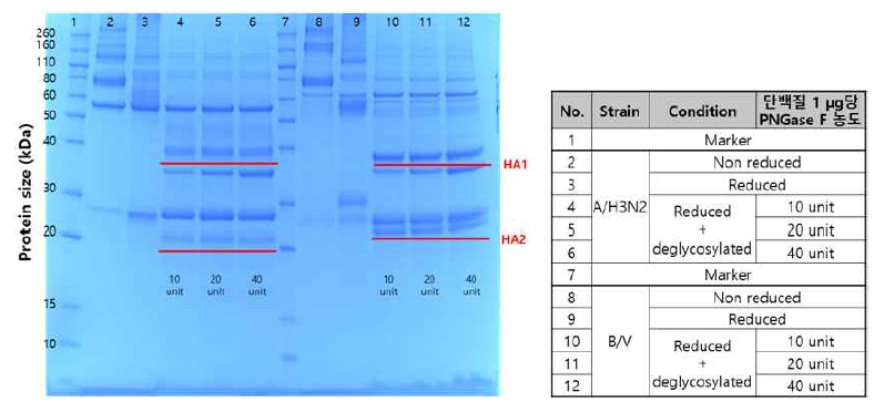 Bulk material의 SDS-PAGE 분석 결과 - 반복시험 2회 차