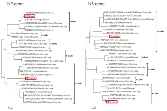 SFTSV S (NP, NS) 유전자의 계통학적 분석