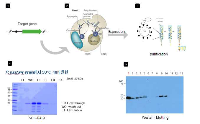 Yeast에서 단백질 발현 및 정제