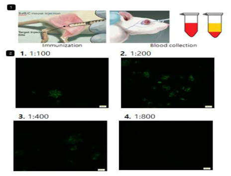 polyclonal antibody 생산 및 확인