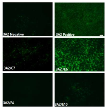 B strain fusion과 최종 3A2 clone antibody selection