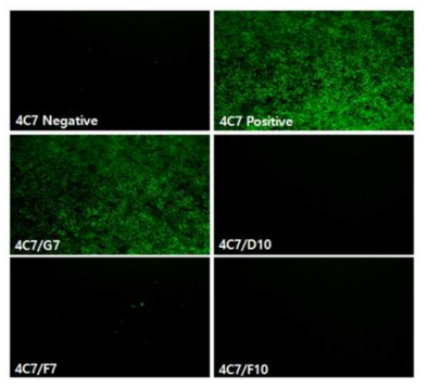 F strain fusion과 최종 4C7 clone antibody selection