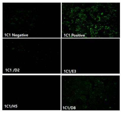 F strain fusion과 최종 1C1 clone antibody selection