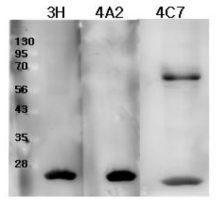 monoclonal antibody를 활용한 westernblotting