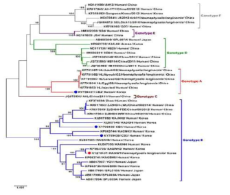 M 유전자를 활용한 SFTSV phylogenetic analysis