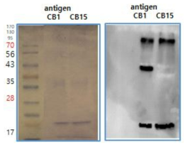 표준 항원 SDS-PAGE와 Western blotting