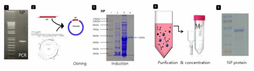 NP 항원생산
