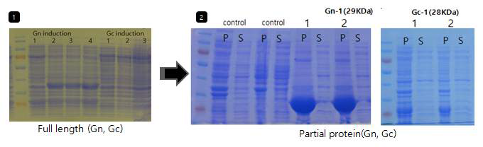 partial Gn 항원생산