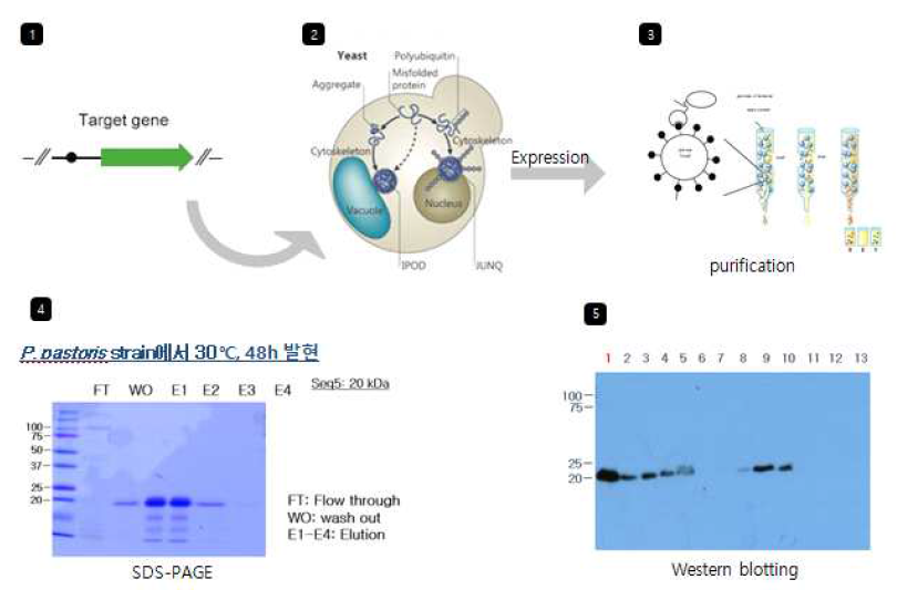 Yeast에서 단백질 발현 및 정제