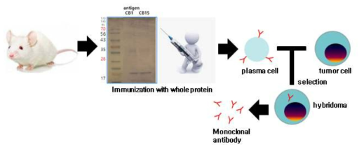 단클론 항체 만들기 위한 과정