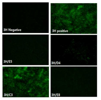 B strain fusion과 최종 3H clone antibody selection