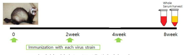 페럿을 이용한 SFTSV 표준 항체 생산 모식도