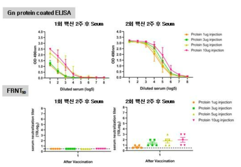 생산된 항원을 이용한 면역된 A129 마우스 혈청에서의 중화항체가 측정