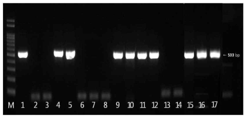 mecA 유전자 확인 결과 M:size marker, 1: strain 299(국내산), 2: strain 315(국내산), 3: strain 316(국내산), 4: strain 479(국내산), 5: strain 499(국내산), 6: strain 514(국내산), 7: strain 526(국내산), 8: strain 36(수입산), 9: strain 108(수입산), 10: strain 109(수입산), 11: strain 112(수입산), 12: strain 118(수입산), 13: strain 141(수입산), 14: strain 20(수입산), 15: strain 448(수입산), 16: strain 526(수입산), 17: strain 528(수입산)