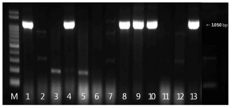 blaTEM 유전자 확인결과 M: size marker, 1: strain 2(국내산), 2: strain 136(국내산), 3: strain 202(국내산), 4: strain 203(국내산), 5: strain 240(국내산), 6: strain 303(국내산), 7: strain 575(국내산), 8: strain 617(국내산), 9: strain 80(수입산), 10: strain 216(수입산), 11: strain 306(수입산), 12: strain 318(수입산), 13: strain 327(수입산)