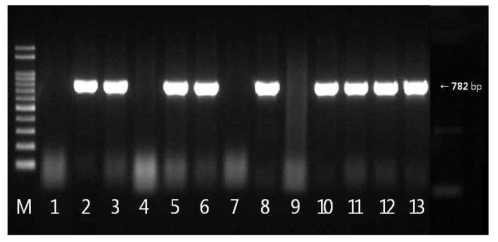 blaCTX-M-1 유전자 확인결과 M: size marker, 1: strain 2(국내산), 2: strain 136(국내산), 3: strain 202(국내산), 4: strain 203(국내산), 5: strain 240(국내산), 6: strain 303(국내산), 7: strain 575(국내산), 8: strain 617(국내산), 9: strain 80(수입산), 10: strain 216(수입산), 11: strain 306(수입산), 12: strain 318(수입산), 13: strain 327(수입산)