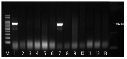 blaCTX-M-9 유전자 확인결과 M: size marker, 1: strain 2(국내산), 2: strain 136(국내산), 3: strain 202(국내산), 4: strain 203(국내산), 5: strain 240(국내산), 6: strain 303(국내산), 7: strain 575(국내산), 8: strain 617(국내산), 9: strain 80(수입산), 10: strain 216(수입산), 11: strain 306(수입산), 12: strain 318(수입산), 13: strain 327(수입산)