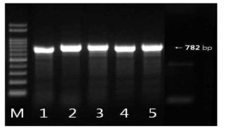 Salmonella blaCTX-M-1 유전자 확인결과 M: size marker, 1: strain 39(국내산), 2: strain 40(국내산), 3: strain 202(국내산), 4: strain 362(국내산), 5: strain 521(국내산)