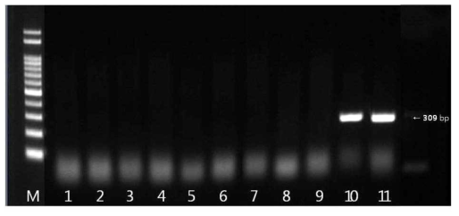 Colistin resistant E . coli의 mcr-1 유전자 확인결과 M: size marker, 1: strain 64(국내산), 2: strain 117(국내산), 3: strain 136(국내산). 4: strain 218(국내산), 5: strain 345(국내산), 6: strain 450(국내산), 7: strain 35(수입산), 8: strain 56(수입산), 9: strain 82(수입산), 10: strain 300(수입산), 11: strain 306(수입산)