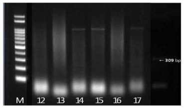 Colistin resistant Salmonella spp.의 mcr-1 유전자 확인결과 M: size marker, 12: strain 16(국내산), 13: strain 26(국내산), 14: strain 39(국내산). 15: strain 40(국내산), 16: strain 58(국내산), 17: strain 202(국내산)