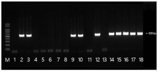 mecA 유전자 확인 결과 M: size marker, 1: strain 79(국내산), 2: strain 181(국내산), 3: strain 246(국내산), 4: strain 30(국내산), 5: strain 396(국내산), 6: strain 594(국내산), 7: strain 767(국내산), 8: strain 862(국내산), 9: strain 922(국내산), 10: strain 923(국내산), 11: strain 1016(국내산), 12: strain 65(수입), 13: strain 214(수입), 14: strain 268(수입), 15: strain 274(수입), 16: strain 275(수입), 17: strain 282(수입), 18: strain 287(수입)