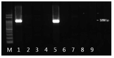 blaTEM 유전자 확인결과 M: size marker, 1: strain 100(국내산), 2: strain 102(국내산), 3: strain 273(국내산), 4: strain 311(국내산), 5: strain 521(국내산), 6: strain 526(국내산), 7: strain 73(수입), 8: strain 235(수입), 9: strain 302(수입)