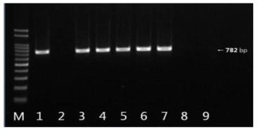 blaCTX-M-1 유전자 확인결과 M: size marker, 1: strain 100(국내산), 2: strain 102(국내산), 3: strain 273(국내산), 4: strain 311(국내산), 5: strain 521(국내산), 6: strain 526(국내산), 7: strain 73(수입), 8: strain 235(수입), 9: strain 302(수입)