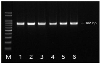 blaCTX-M-1 유전자 확인결과 M: size marker, 1: strain 11(국내산), 2: strain 64(국내산), 3: strain 452(국내산), 4: strain 800(국내산), 5: strain 916(국내산), 6: strain 963(국내산)