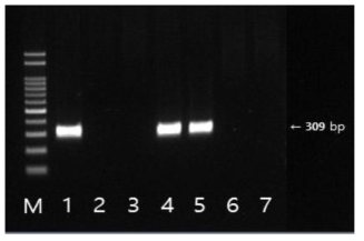 Colistin resistant E . coli의 mcr-1 유전자 확인결과 M: size marker, 1: strain 100(국내산), 2: strain 108(국내산), 3: strain 167(국내산), 4: strain 149(수입), 5: strain 164(수입), 6: strian 893(국내산), 7: strain 953(국내산)