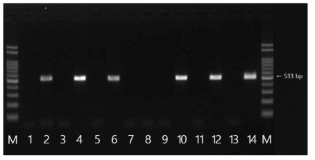 mecA 유전자 확인 결과 M: size marker, 1: strain 293(국내산), 2: strain 388(국내산), 3: strain 394(국내산), 4: strain 447(국내산), 5: strain 453(국내산), 6: strain 457(국내산), 7: strain 459(국내산), 8: strain 514(국내산), 9: strain 517(국내산), 10: strain 56(수입), 11: strain 91(수입), 12: strain 226(수입), 13: strain 372(수입), 14: strain 384(수입)